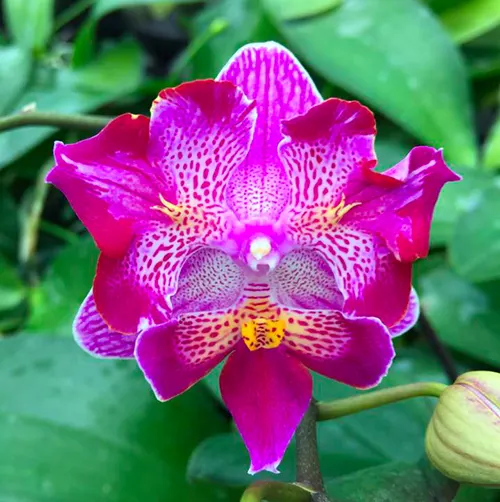 Phalaenopsis (Chia E Berry-Pintung Tako) 'ES'
