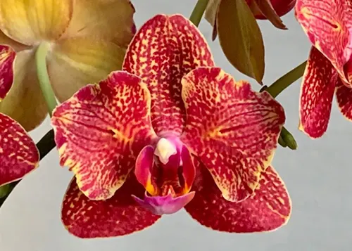 Phalaenopsis I-Hsin Claire
