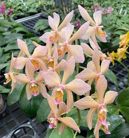 Phalaenopsis aphrodite x Sin Yuan Golden Beauty