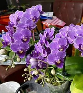 Phalaenopsis Sogo Vivien 'VQ'