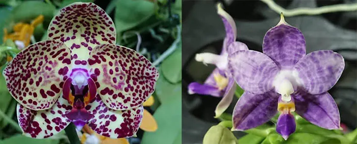 Phalaenopsis Mituo Sunrise  'Angel Rose' x Mituo Purple Dragon