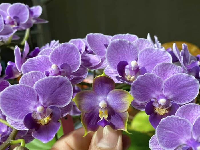 Phalaenopsis Mituo Purple Dragon x Sogo Vivien 'VQ'