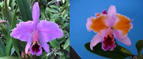 Cattleya percivaliana x sib (tipo 'Hsinying' x perolica 'Hercules')