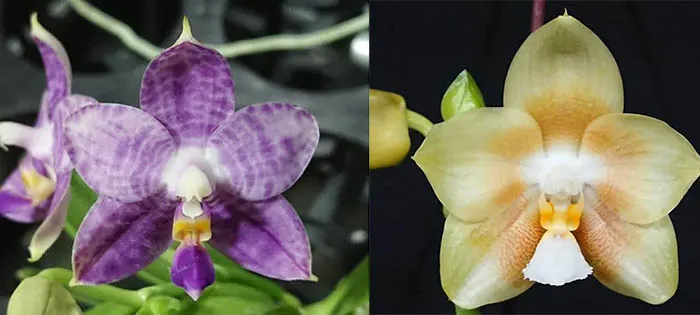 Phalaenopsis Mituo Purple Dragon  x Yungho Gelb Canary 'Sunshine'