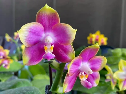 Phalaenopsis Mituo Reflex Dragon 'Purple Red'