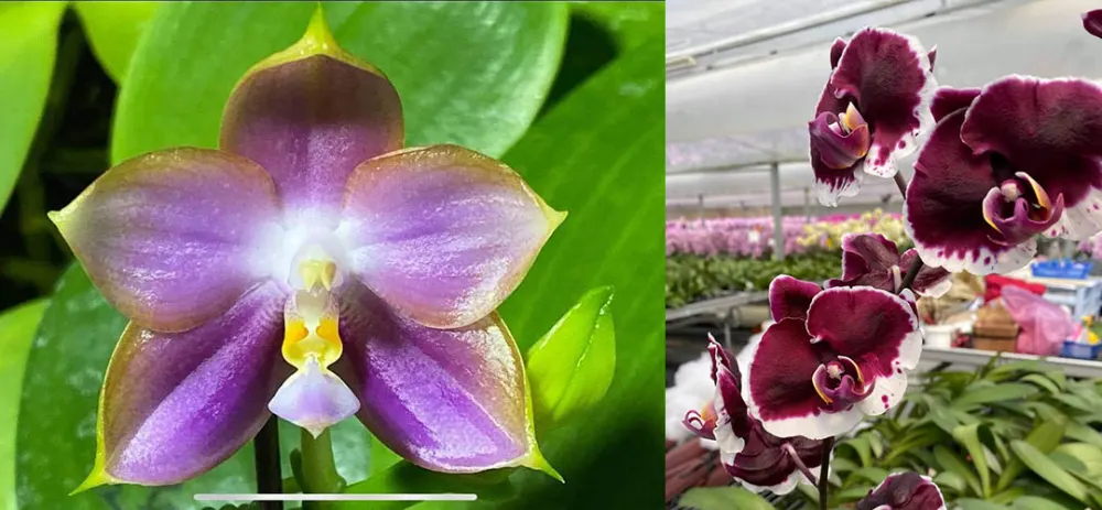 Phalaenopsis Mituo Reflex Dragon 'Blue-2' x Jincheng Big Magic Bean