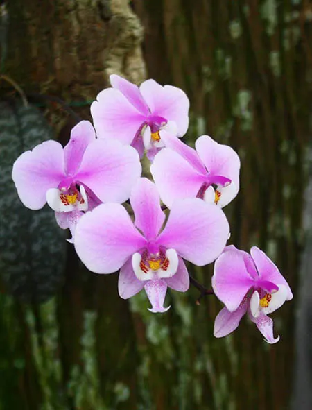 Phalaenopsis schilleriana 'TKB'