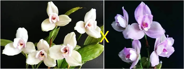 Lycaste Kiama'#13' x (Shonsn Harmany x Aubum)