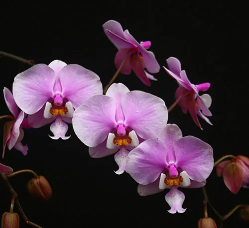 Phalaenopsis schilleriana 'Pink Butterfly' AM/AOS (MC)