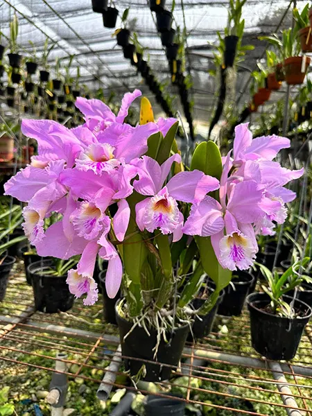 Cattleya mossiae tipo (YD)