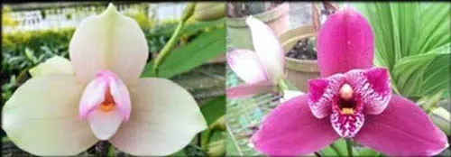 Lycaste Kiama'#11' x ((capicorn x Vulcan) x Angulocaste Paul Gripp))