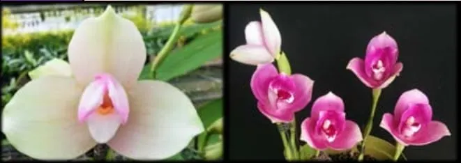 Lycaste Kiama'#11' x (Gayser Gold x Shonan Harmony)