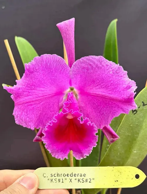 Cattleya schroederae 'K.S. #1' x 'K.S.#2'