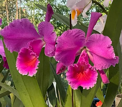 Cattleya schroederae 'K.S. #1' x 'K.S.#2'