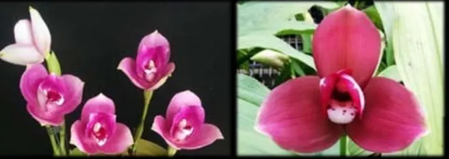 Lycaste (Gayser Gold x Shonan Harmony) x Kiama '#10'