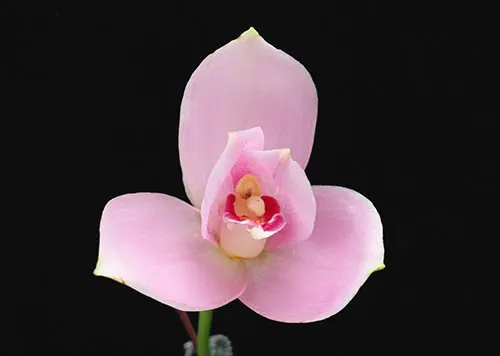 Lycaste (Shoalhaven x Auburn) x Jean Tolliday Kendolie