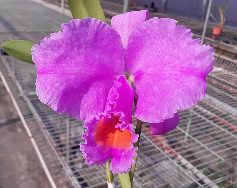 Cattleya schroederae x sib ('4N' x 'Moonlight')