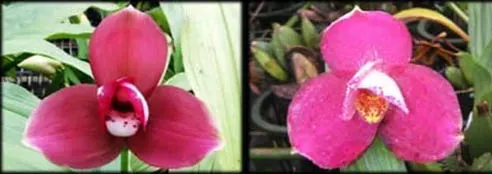 Lycaste Kiama '#10' x (Fire Bird x Gayser Gold)