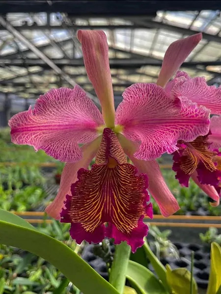 Cattleya dowiana rosita 'K.S.' x self