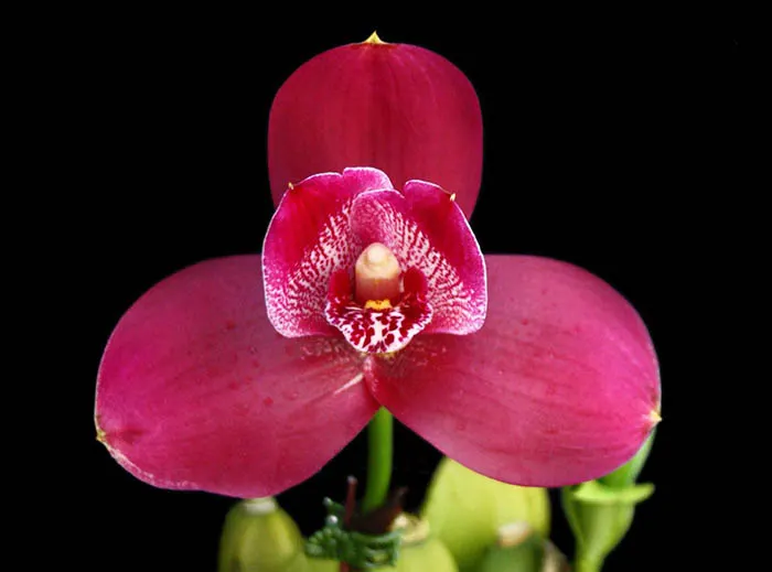 Lycaste Yi-Ying Sakura