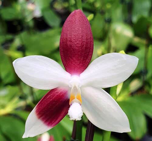 Phalaenopsis tetraspis 'C2'