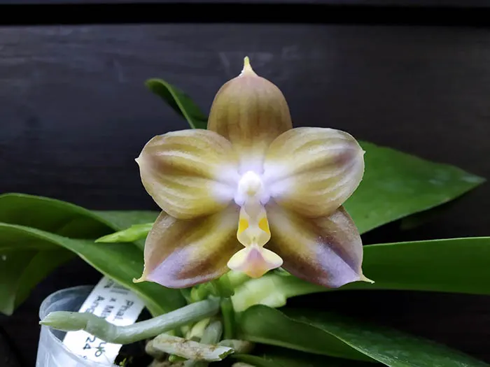 Phalaenopsis Mituo Reflex Dragon 'Blue -2' x Mituo 24 Solar Terms 'Black Angel' (select#1)