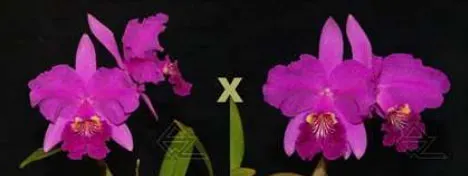 Cattleya lueddemanniana rubra x sib