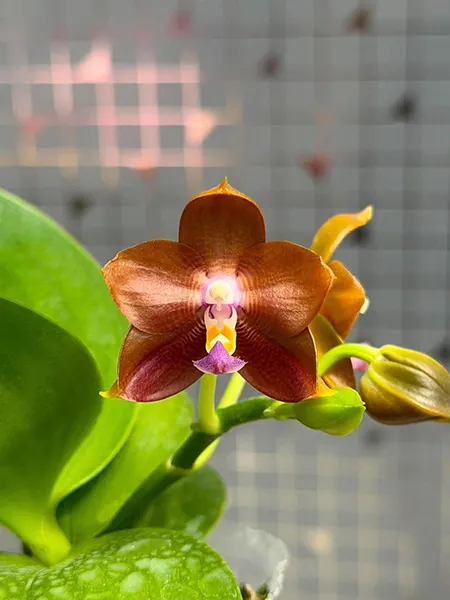 Phalaenopsis Mituo Hsien 'Golden Pumpkin'