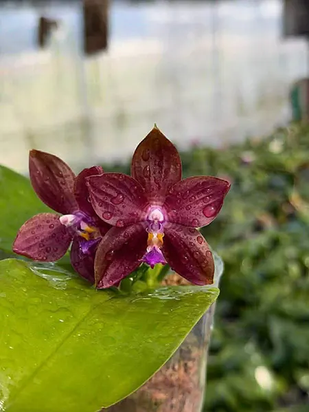 Phalaenopsis Mituo Special Princess 'Purple Copper'