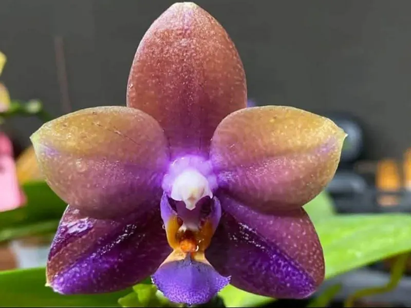 Phalaenopsis Mituo 'Chameleon'