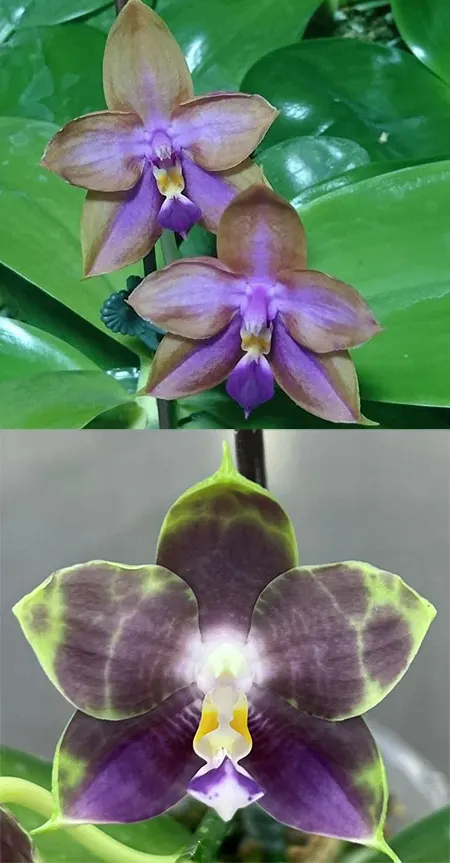 Phalaenopsis Mituo GH King Star 'UV Rays' x Mituo Blue Frog