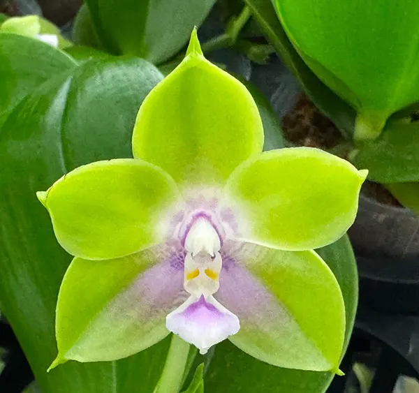MCL226 Phal Mituo Purple Star ‘ turquoise ‘