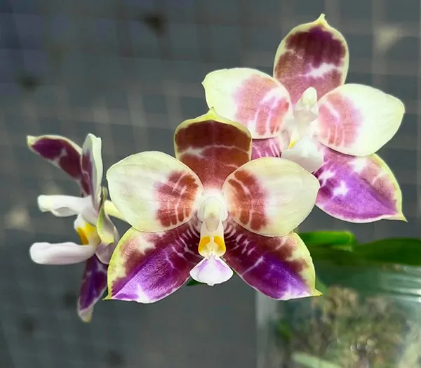 Phalaenopsis Mituo Speciosa Dragon 'Zisha'