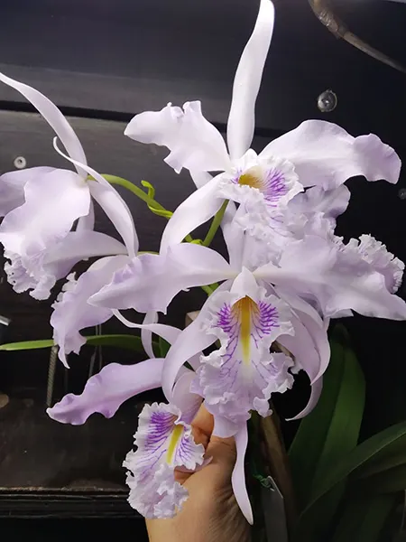 Cattleya maxima suave 'Curly Sue'