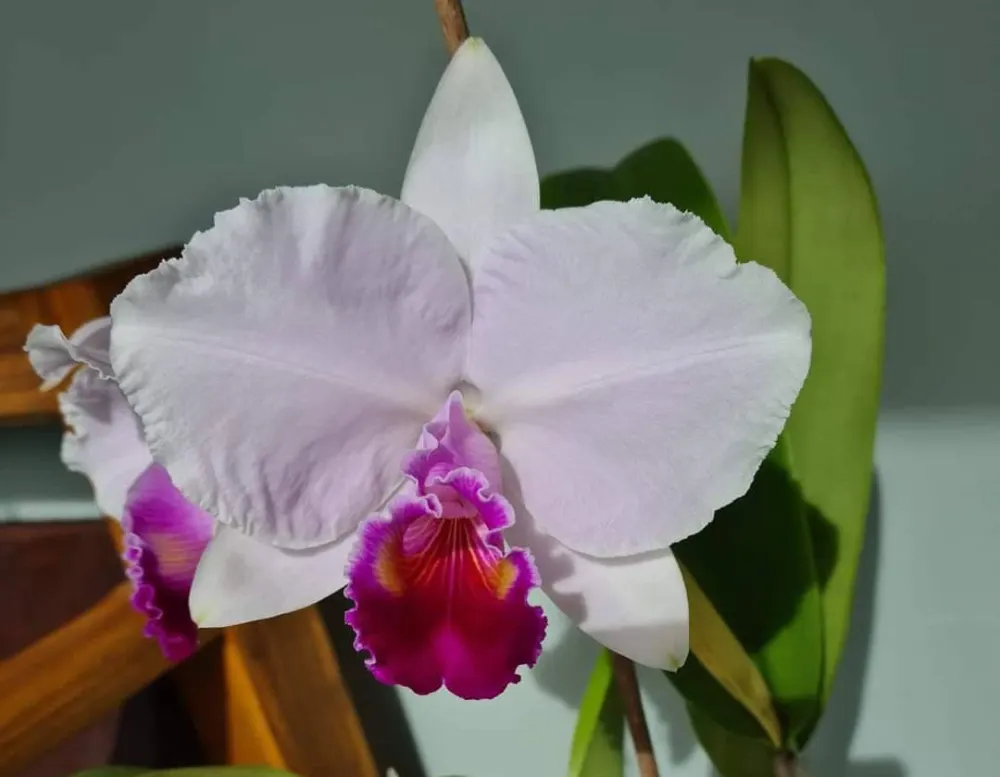 Cattleya quadricolor semi-alba 'Tavares'