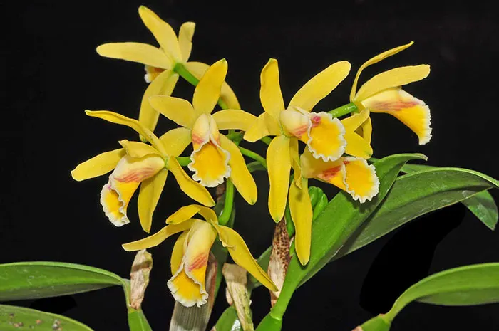 Cattleya luteola xanthina