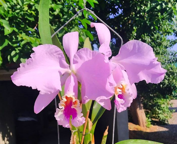 Cattleya mossiae 'Armando'