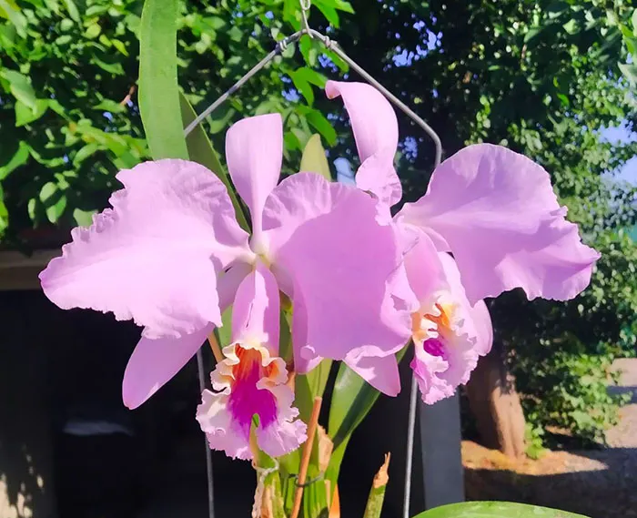 Cattleya mossiae 'Armando'