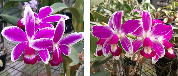 Cattleya violacea semi-alba flamea 'KS Red' x  violacea semi-alba flamea '10704'