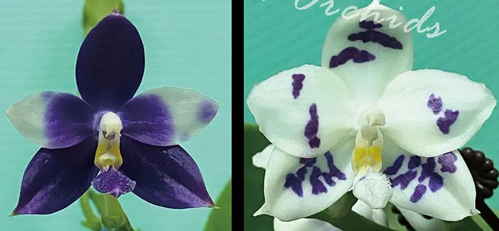 Phalaenopsis Jennifer Palermo x Lioulin Blue Peacock (3388)
