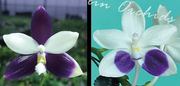 Phalaenopsis Lioulin Blue Jenny x Lioulin Blue Jenny (3355)