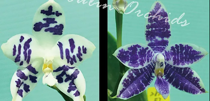Phalaenopsis Lioulin Blue Peacock x Lioulin Blue Parrot (3370)