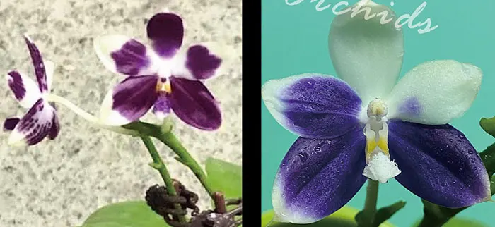 Phalaenopsis LL Chameleon x Lioulin Blue Jenny (3268)