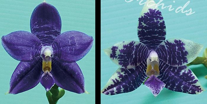 Phalaenopsis Lioulin Blue Parrot x Lioulin Blue Parrot (3387)