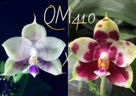 Phlaenopsis Mituo Purple Dragon 'MS#4' x (Hannover Passion x CY Halo)