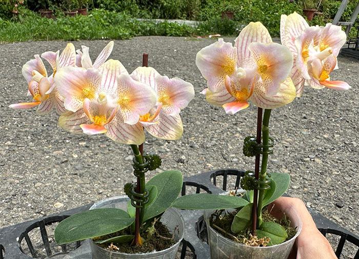 Phalaenopsis 'Monet' peloric MF566