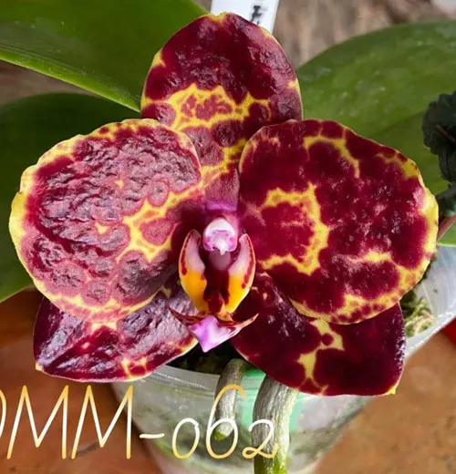 Phalaenopsis Yaphon Black Snake MS#3