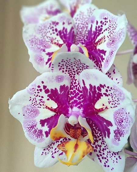 Phalaenopsis Amnio Gentlmen 'ES' AN6608
