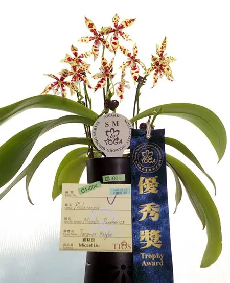 Phalaenopsis Micael's Pantheritz 'Jaguar Knight' (Clone)