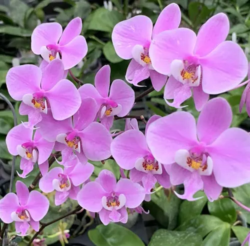 Phalaenopsis schilleriana Hui Yun